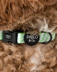 Lime Check Check Collar